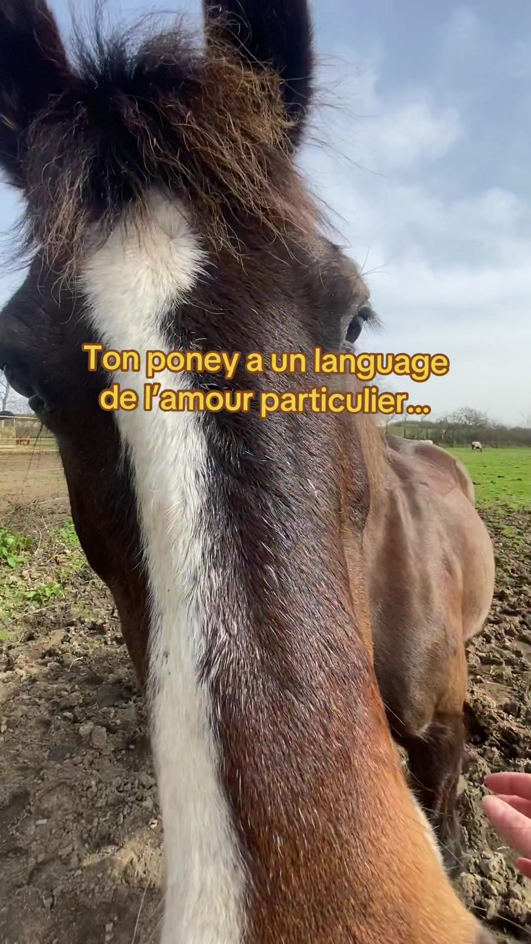 @Seren the pony 🐴