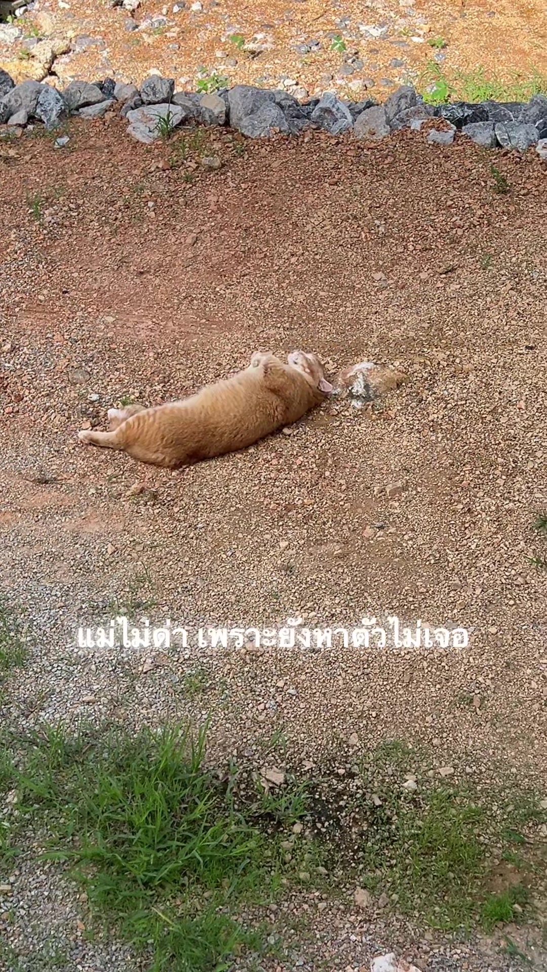 @rungg