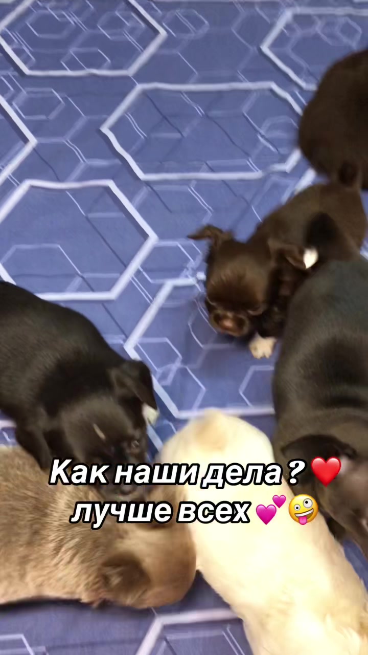 @dinastar_susan