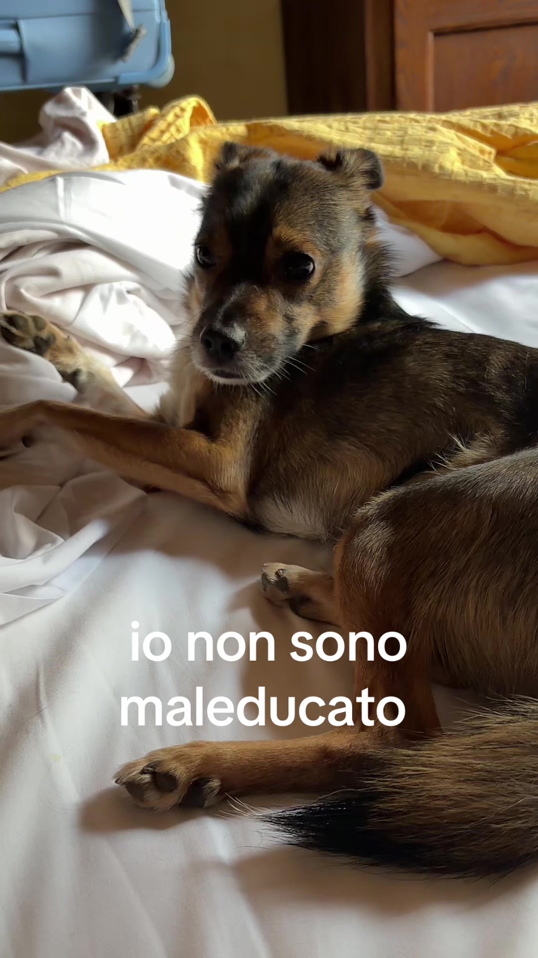 @il mondo_di_Roy