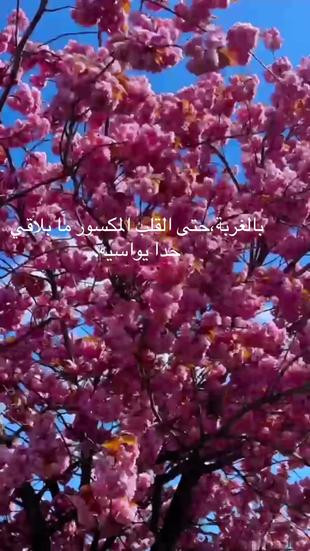 @Roza Issa