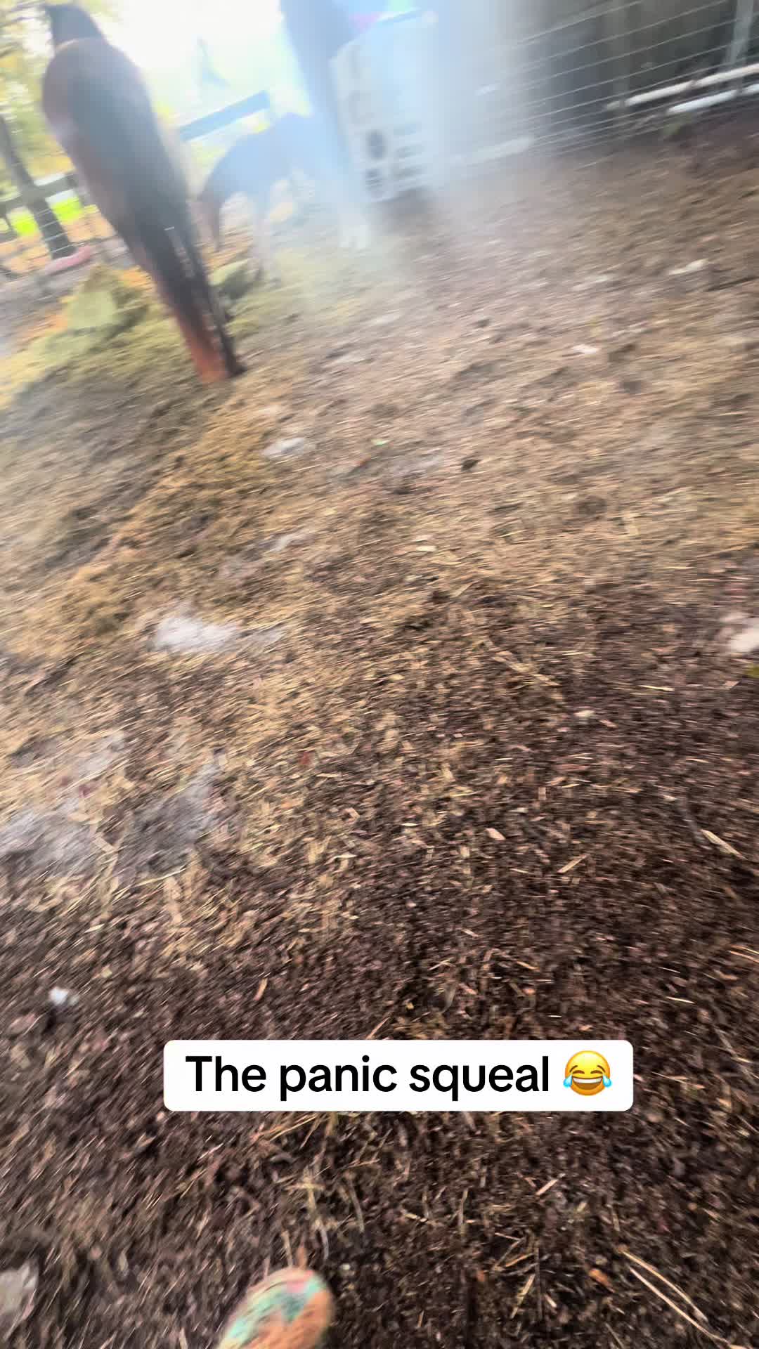 @saltdragonfarm