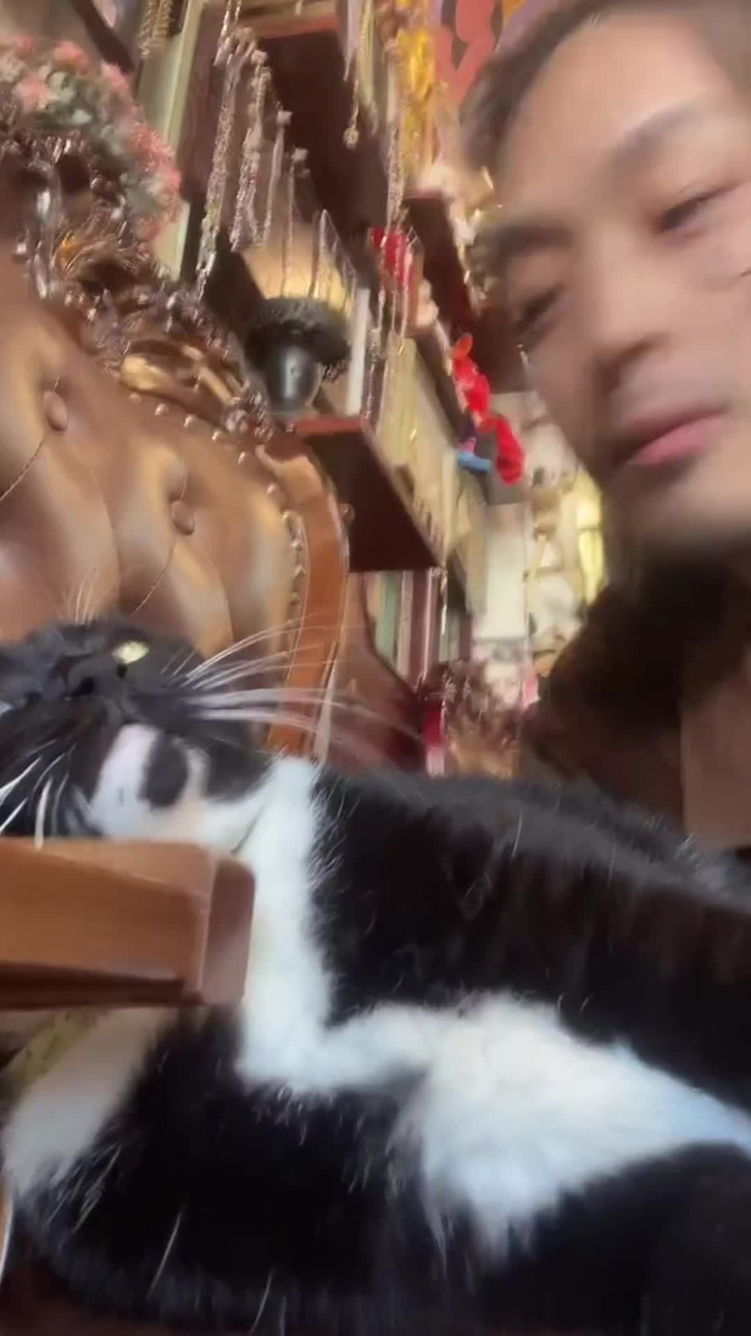 @Cat Pippi