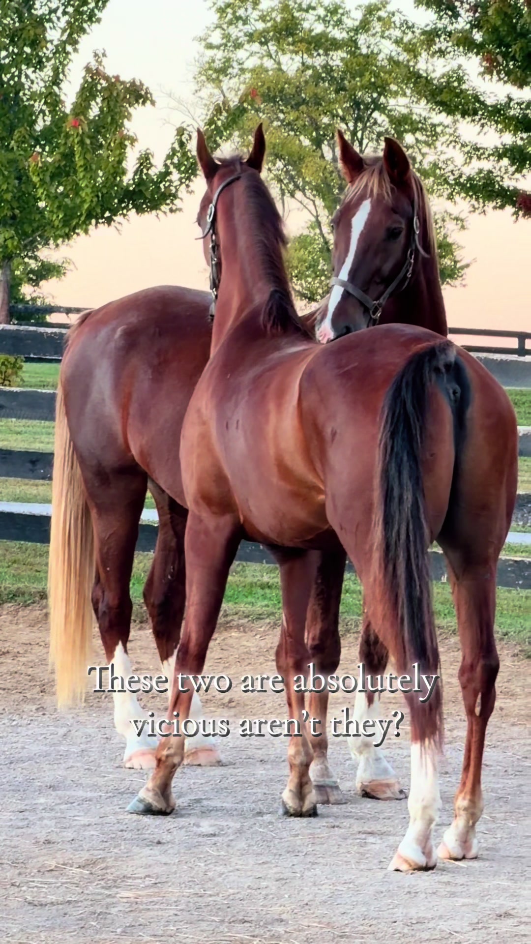 @Stonewell Farm