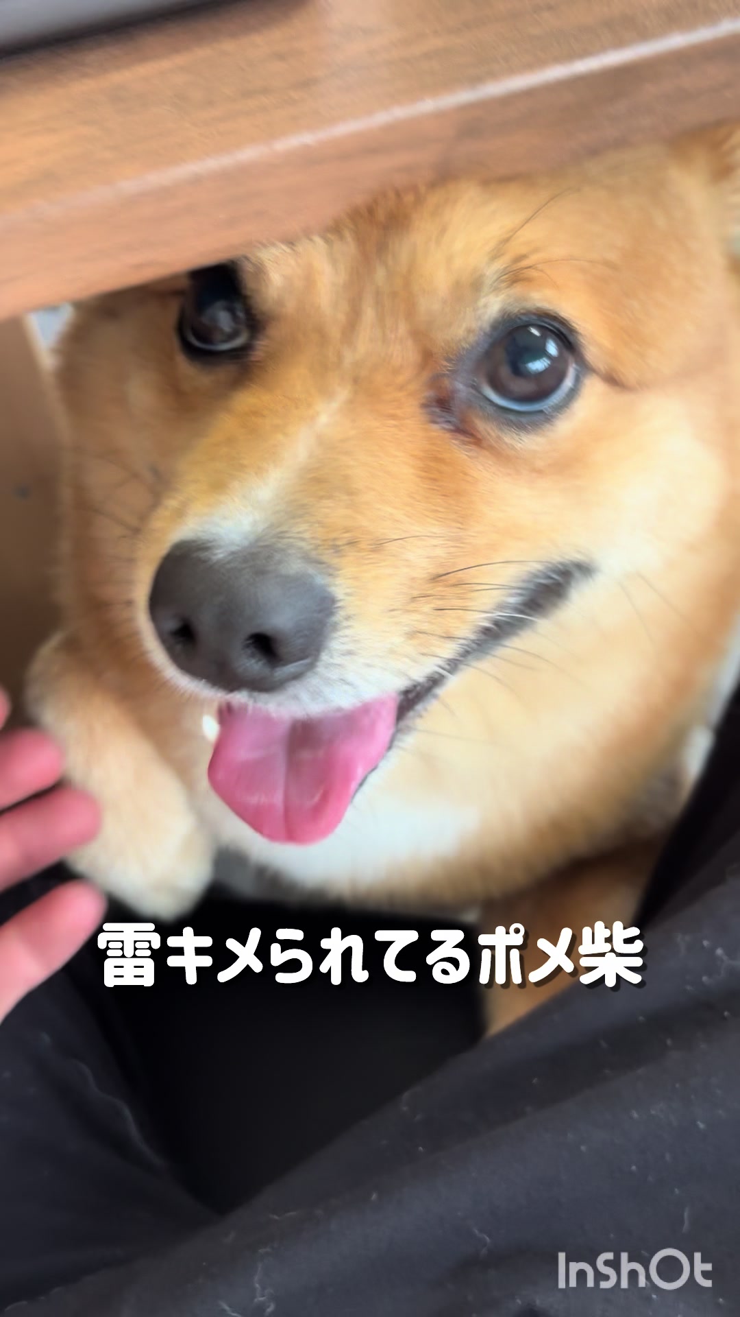 @ポメ柴もなか(もちゃ)୭