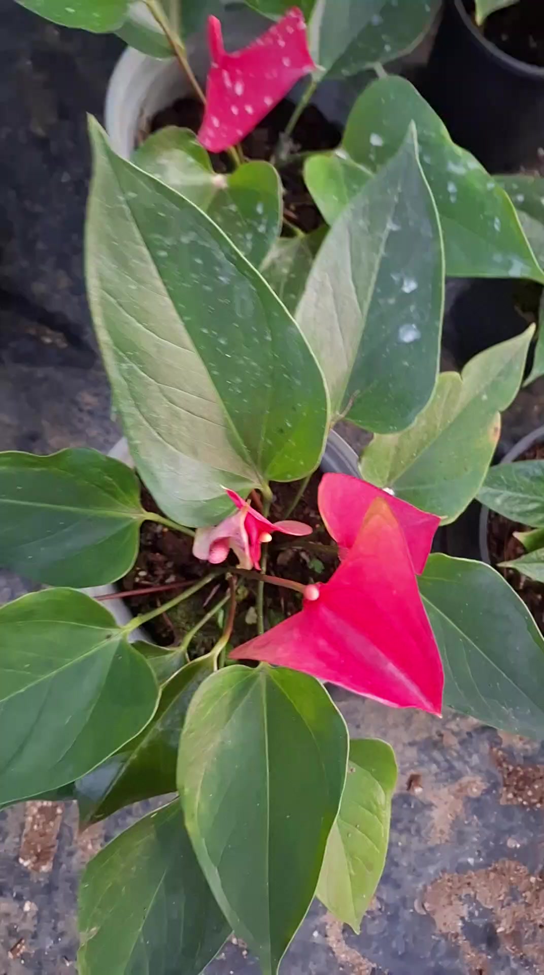 @The.secret.Garden.KKSFSCenter