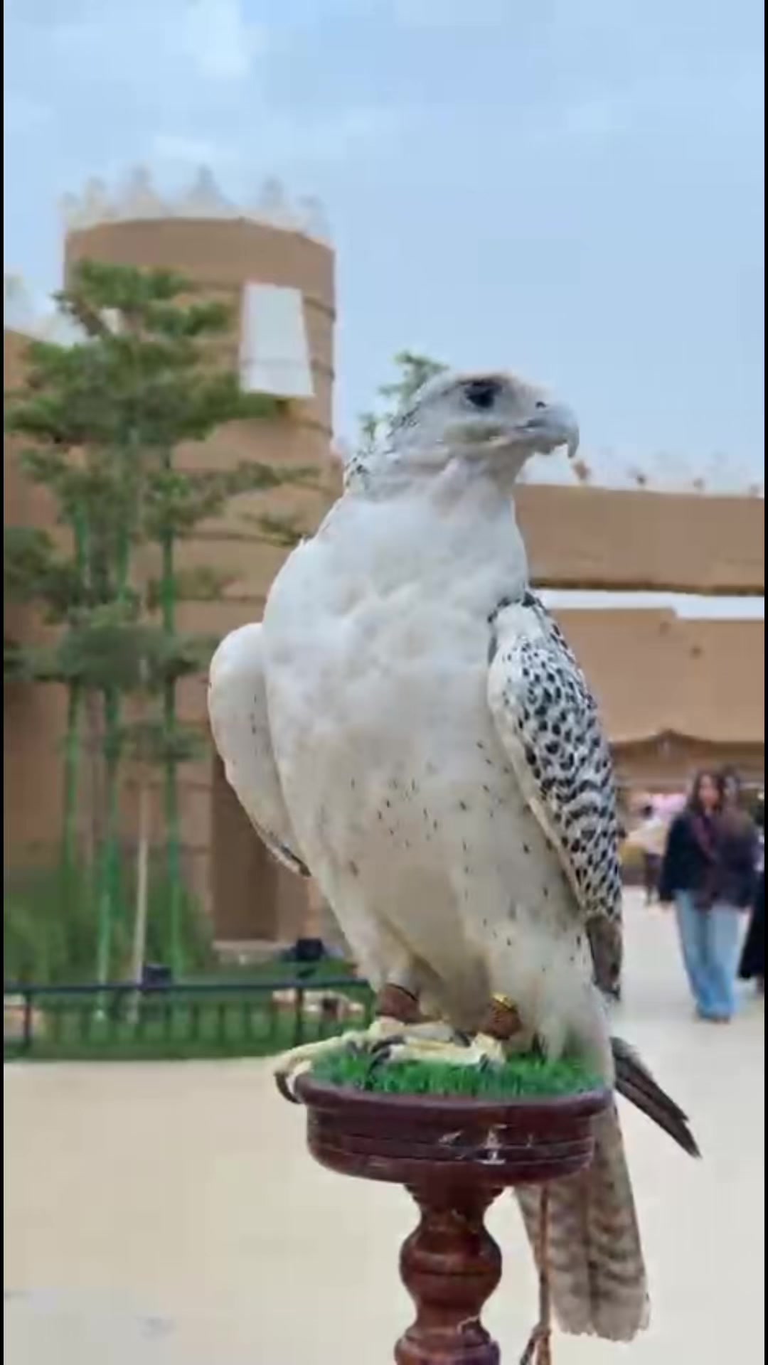 @ريشة صقر