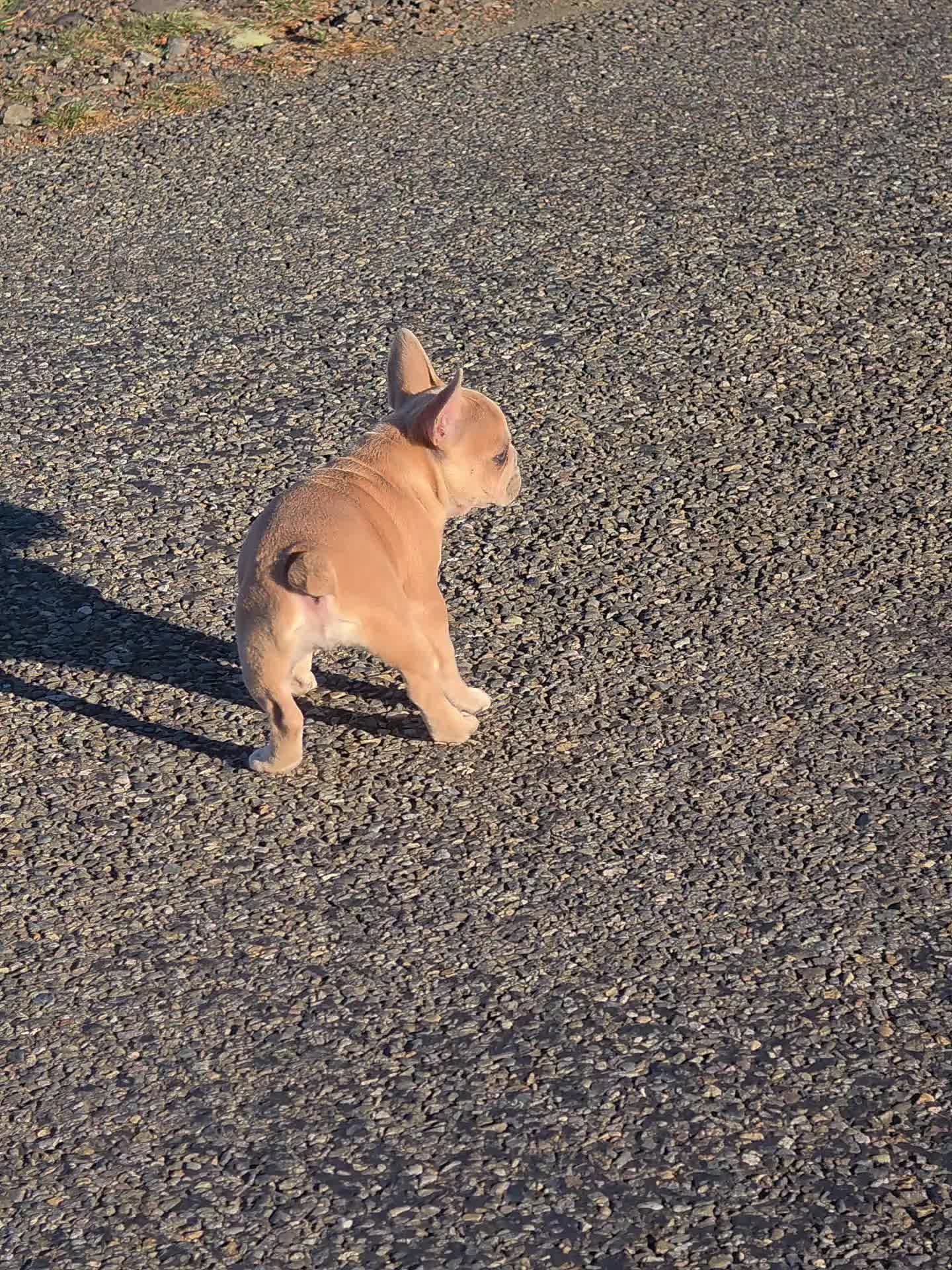 @bkrfrenchies