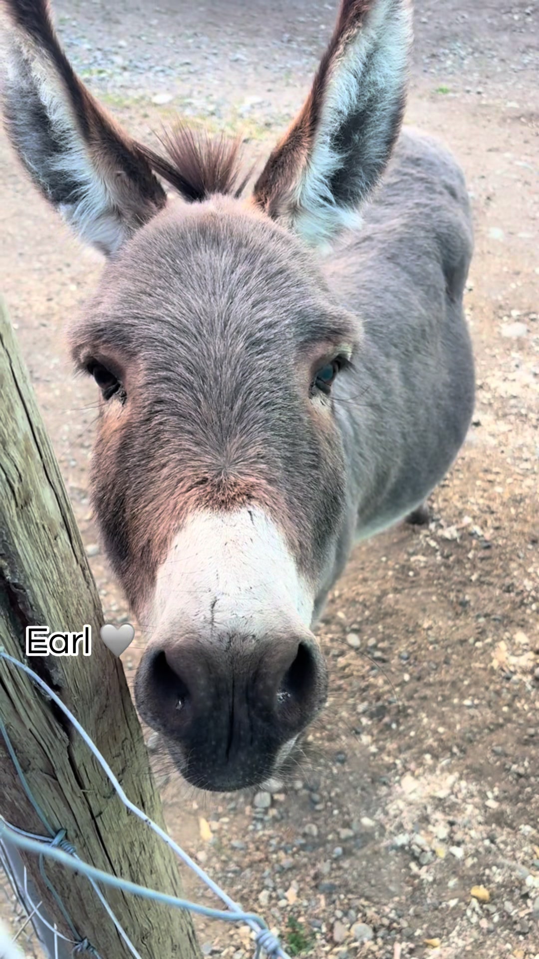 @Home for Hooves 🐽
