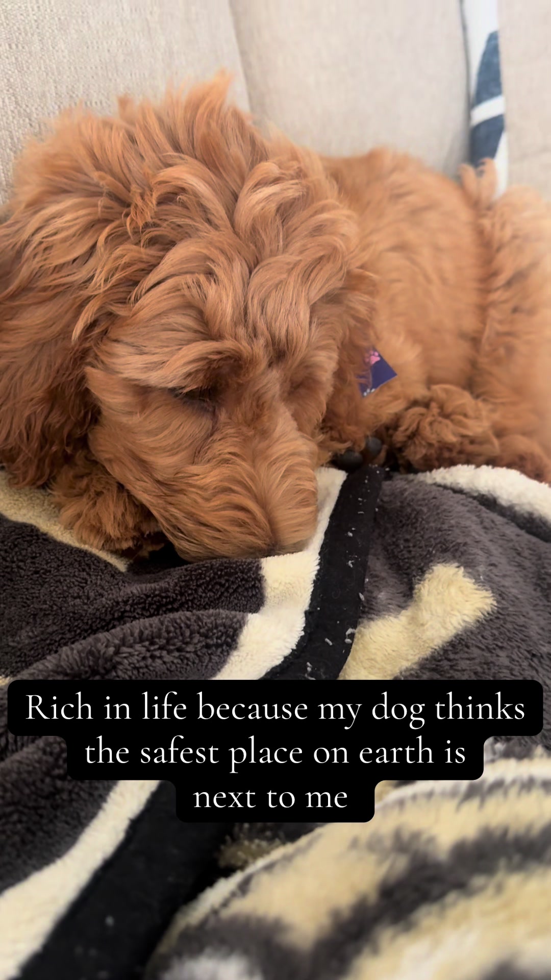 @daily.golden.goose