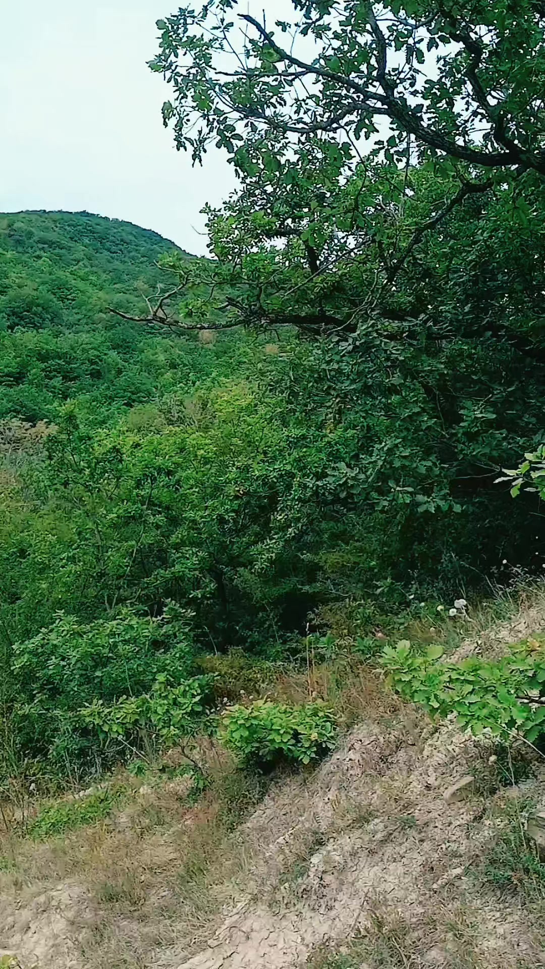 @GÜLÜ