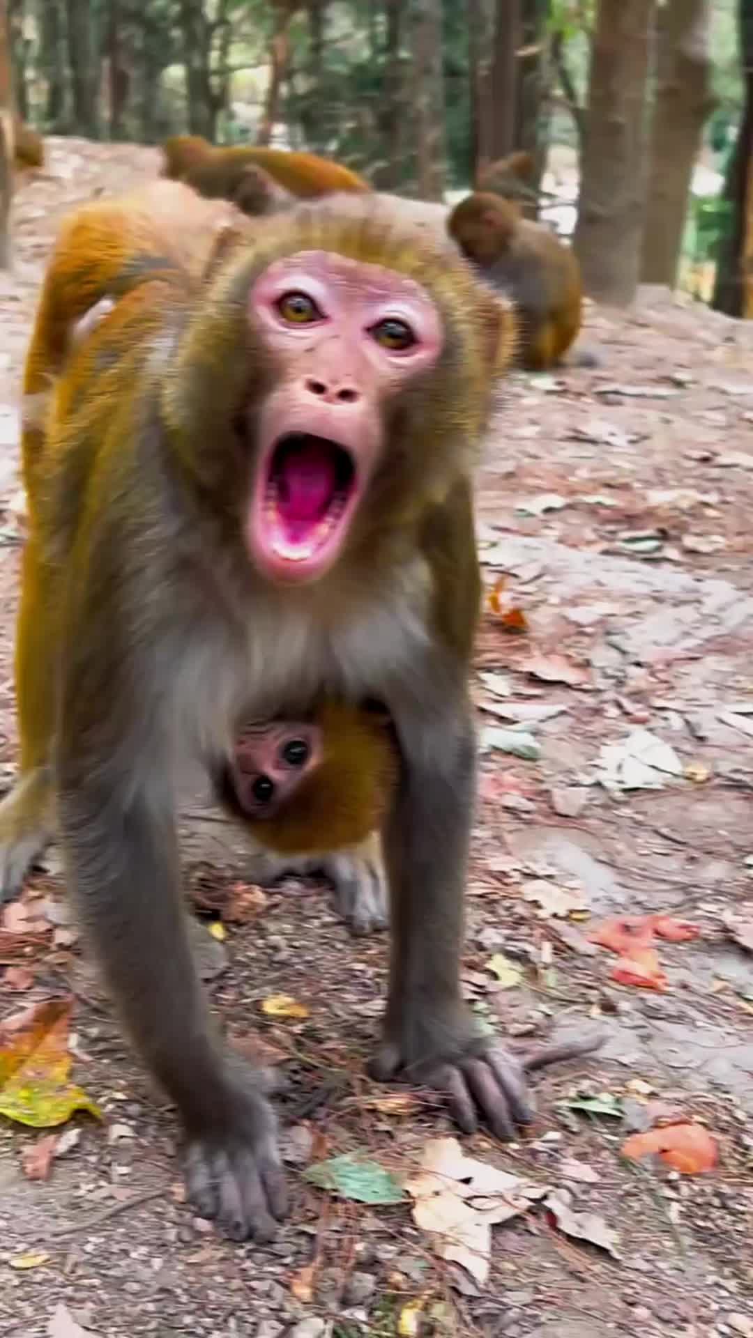 @LilMonkeyVibes