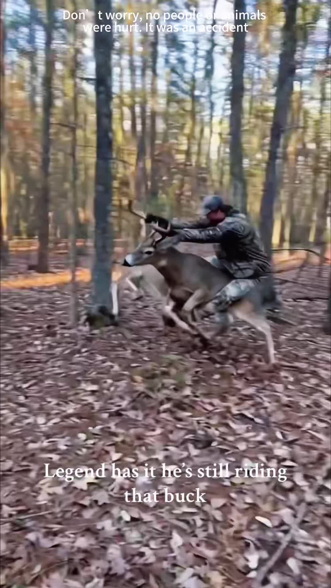 @Pet_lover