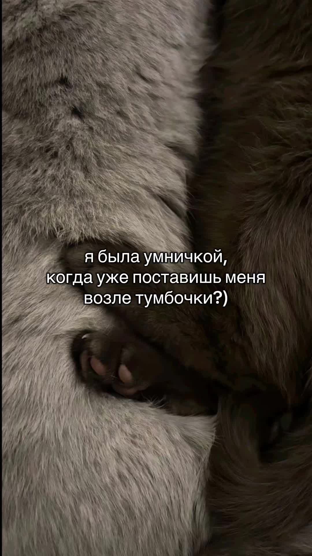 @лисичка
