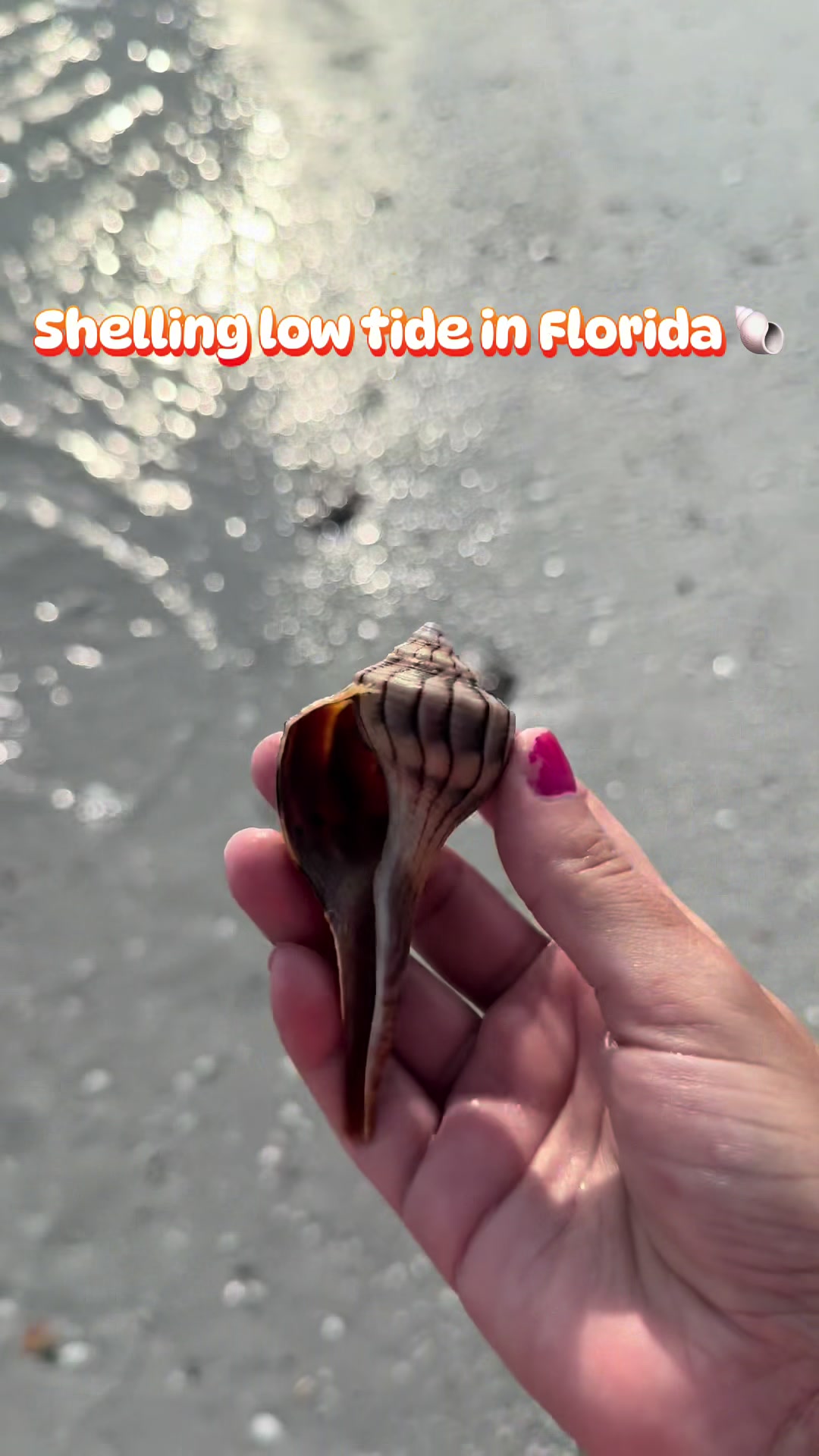 @Ashley Shields🌺🐚