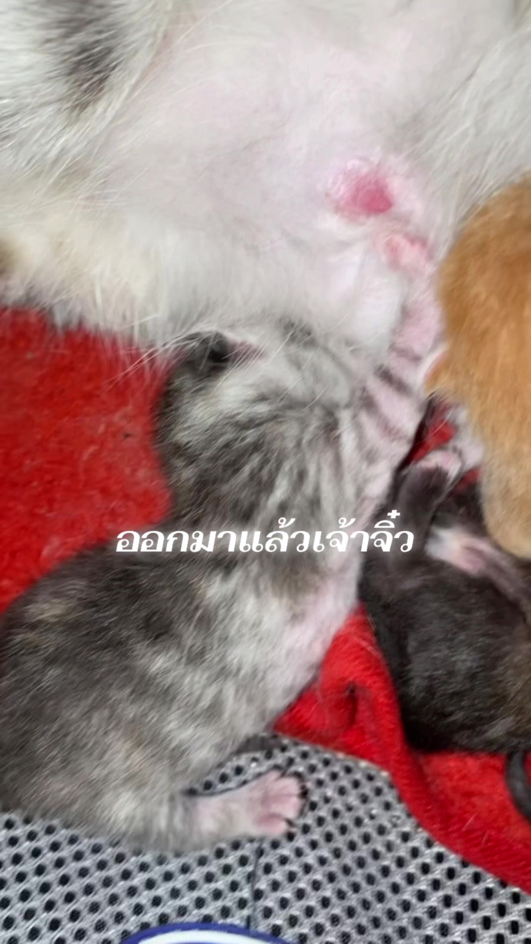@🧧เปาเฮง🧧รีวิวแมว🐱