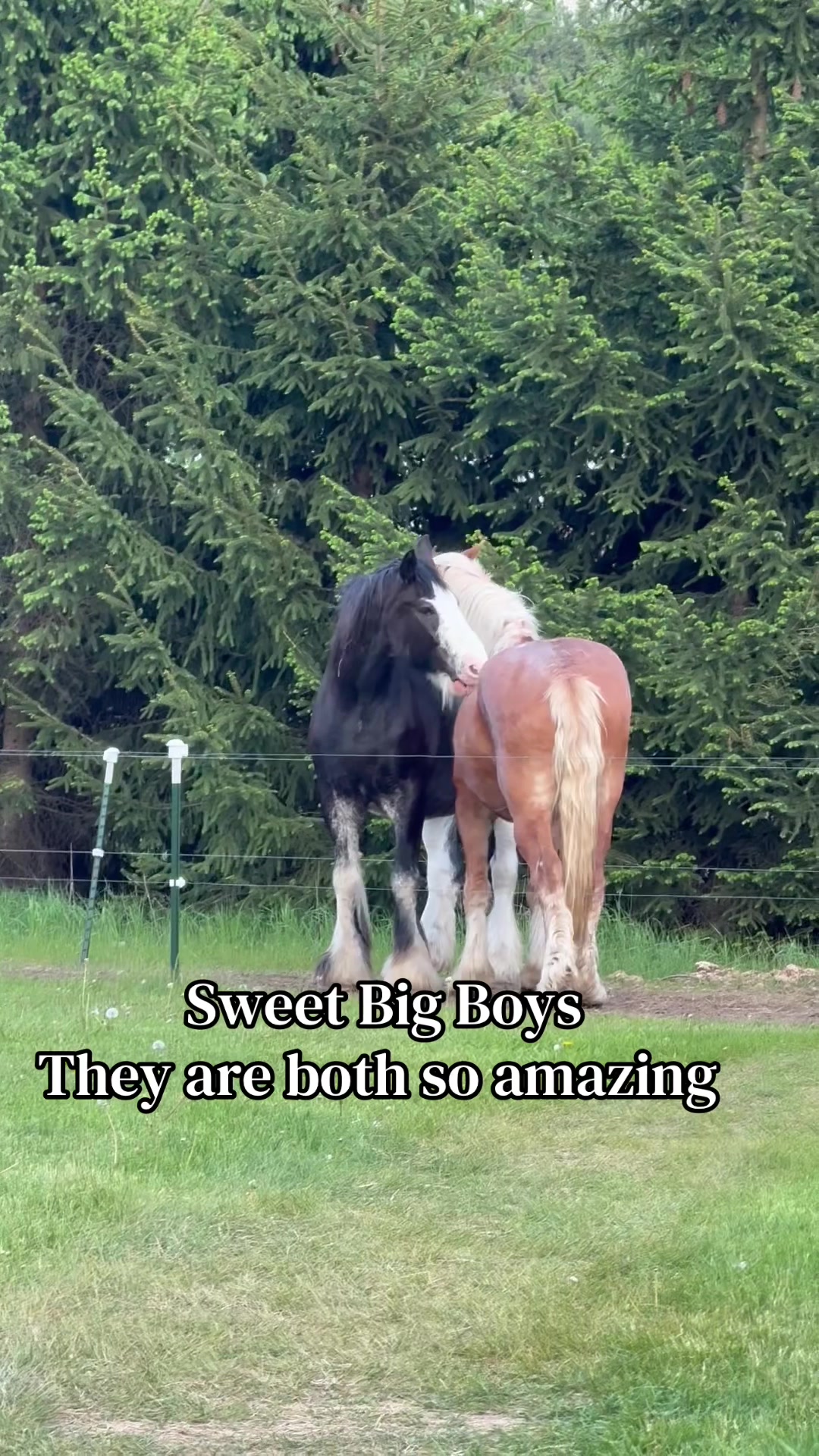 @Safe Place Pastures, Inc.