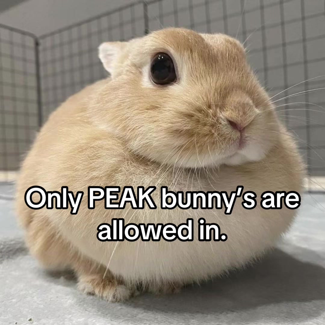 @𝙿𝚑𝚒𝚕𝚘𝚗𝚎𝚌𝚛𝚘𝚗 𐂯 .ᐟ⸝⸝