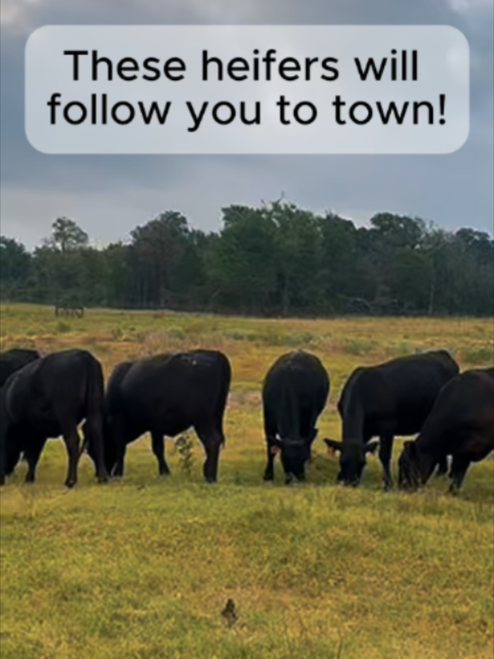 @Rutherford Land and Cattle