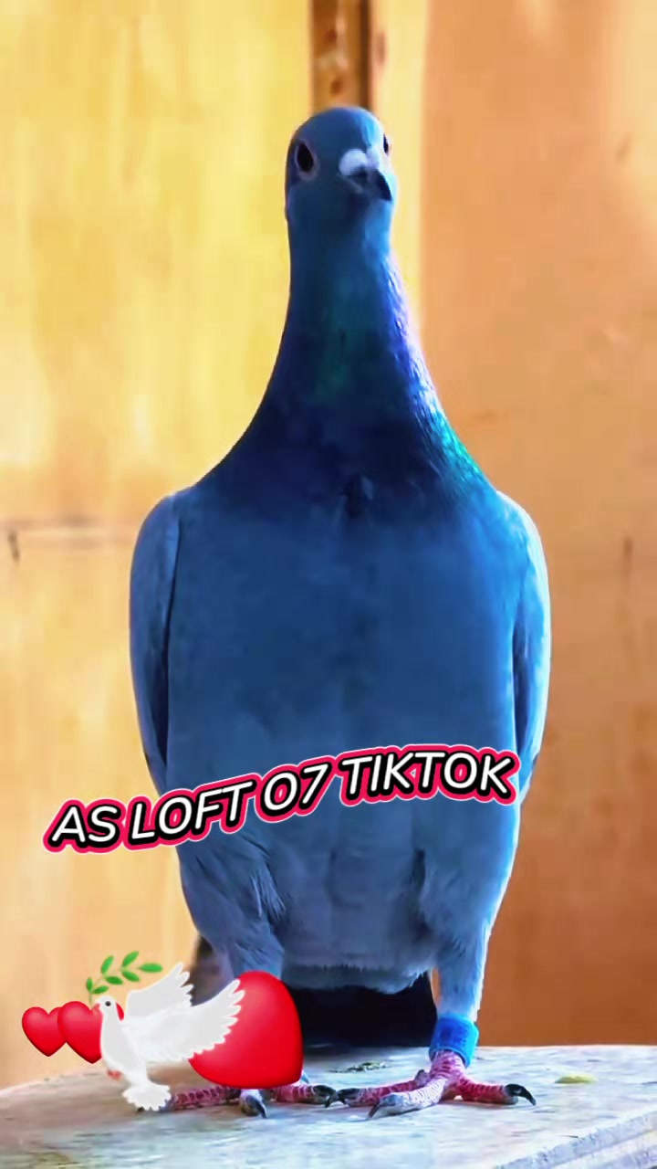 @AS LOFT07