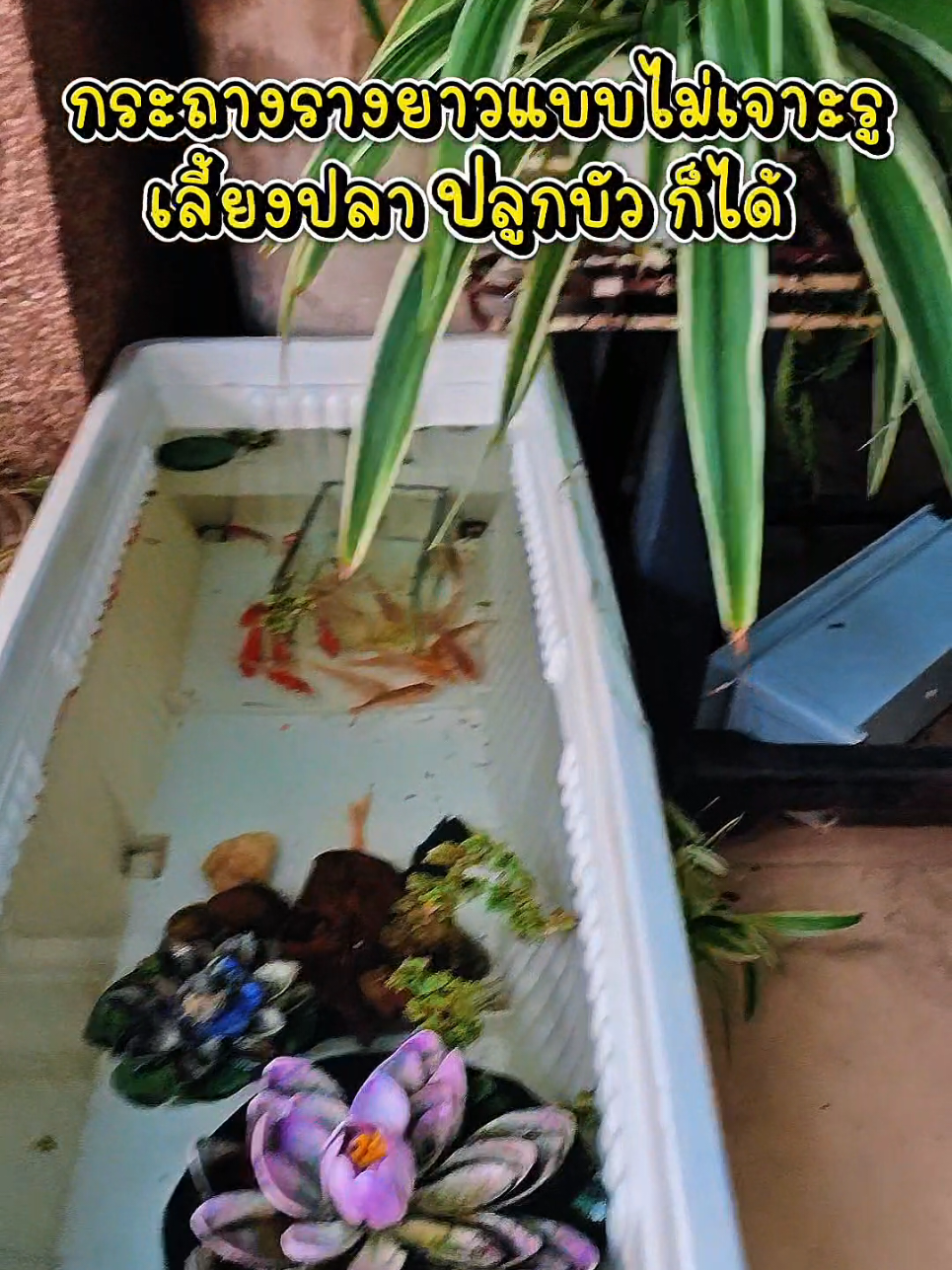 @ชอร์ ชม คนที่สูง160อ่ะ