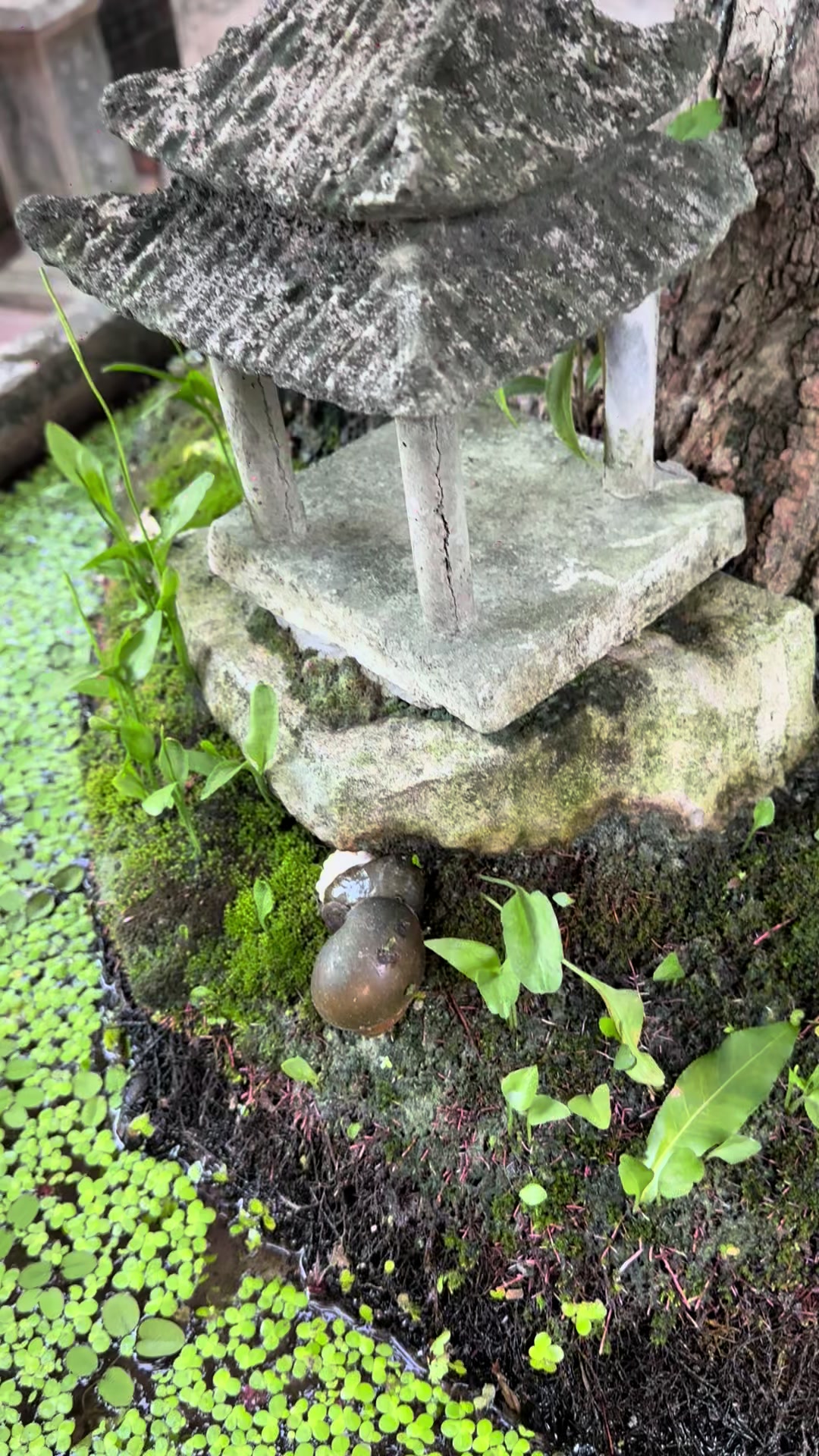 @💗 Hương Ch&iacute; Ph&egrave;o 💗
