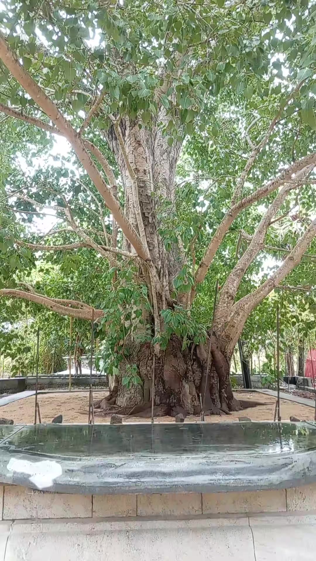 @සබ්බ දානං ධම්ම දානං ජිනාති