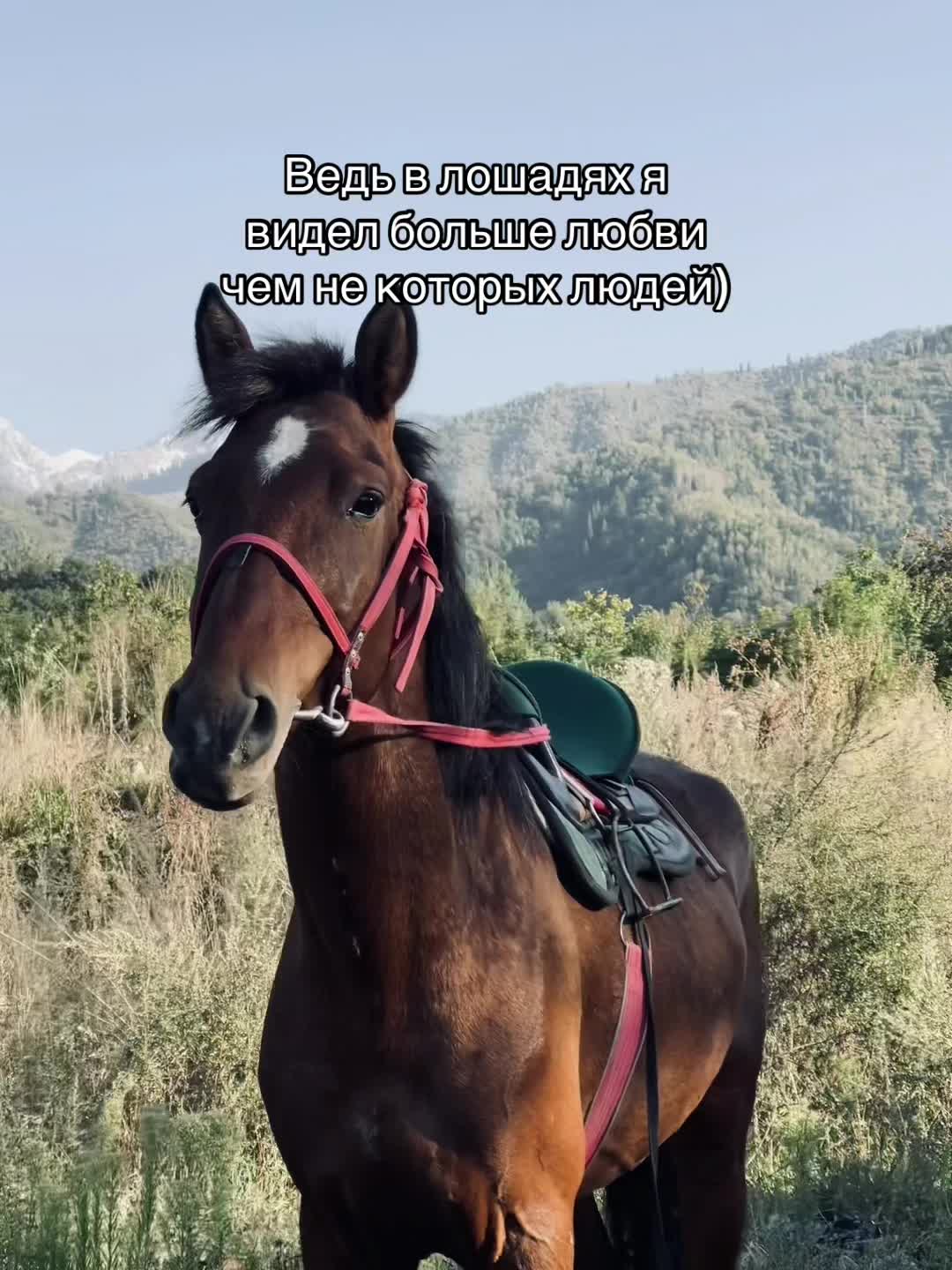 @𝐁𝐄𝐊𝐎𝐒𝐇
