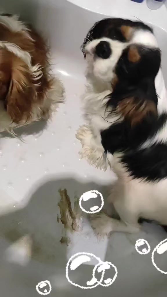 @kennel.dogs