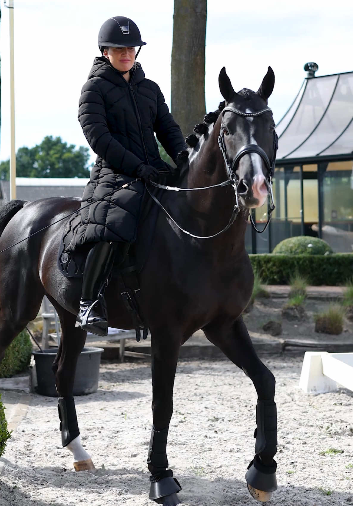 @Maximilian Equestrian