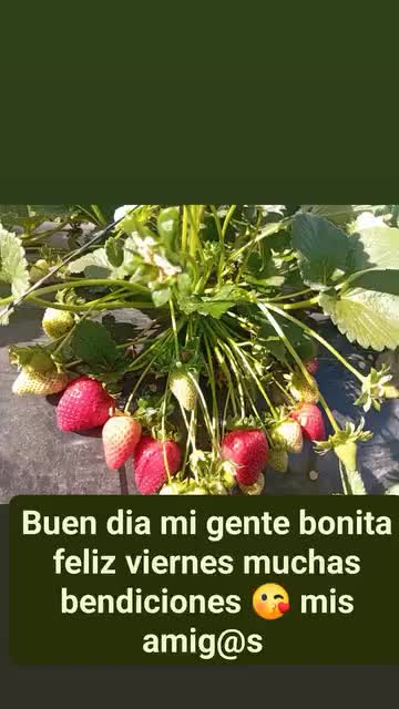 @Emy_Mary🇧🇴🇦🇷🐇🌿