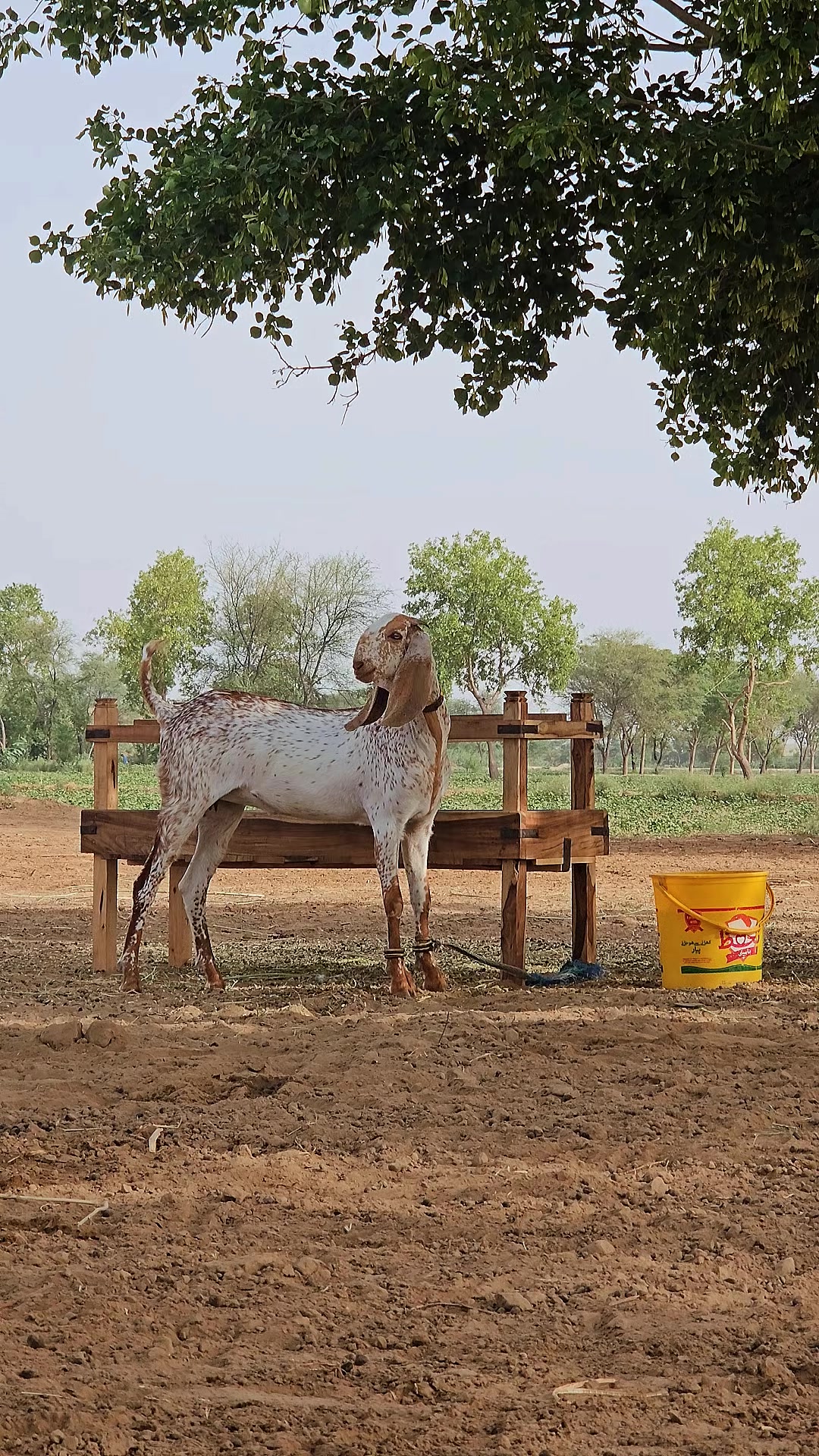 @《SIDHU}{GOAT}{FARM》