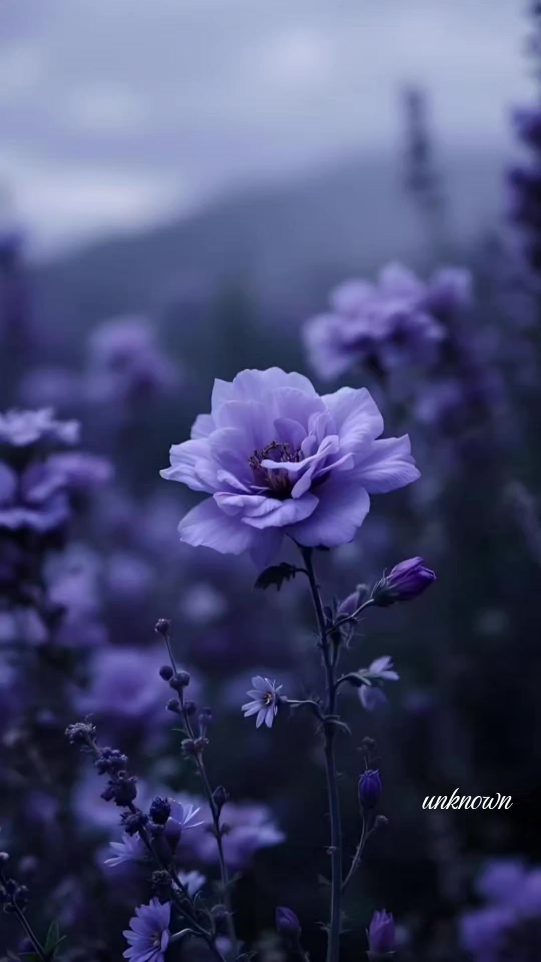 @unknown