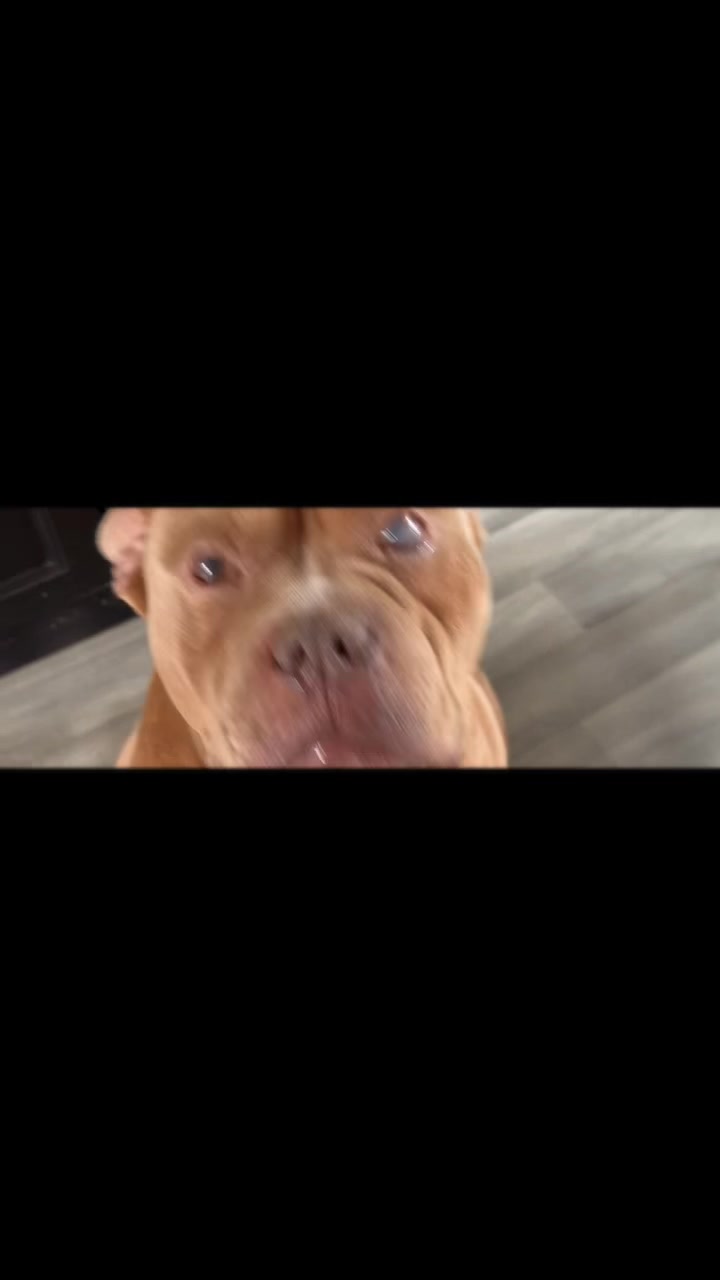 @🧩team bully🐶🧸