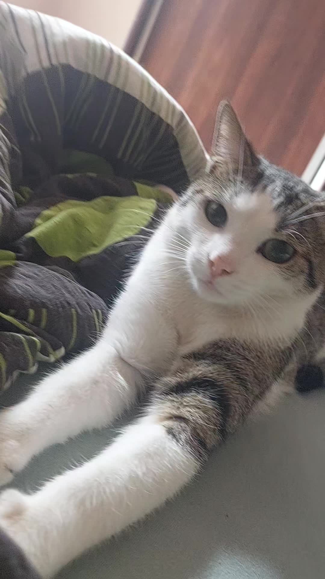 @koci świat 🐈⬛🐈⬛🐈⬛