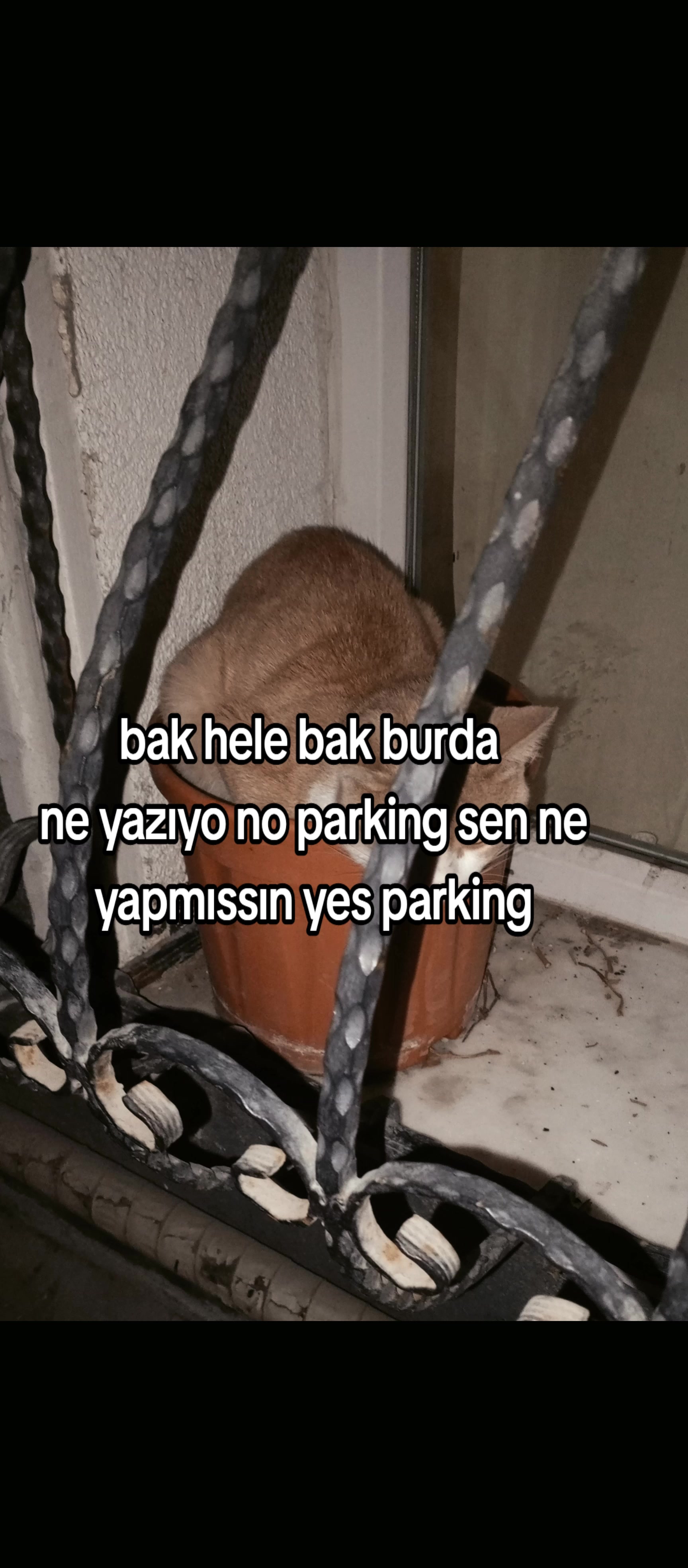 @🍁