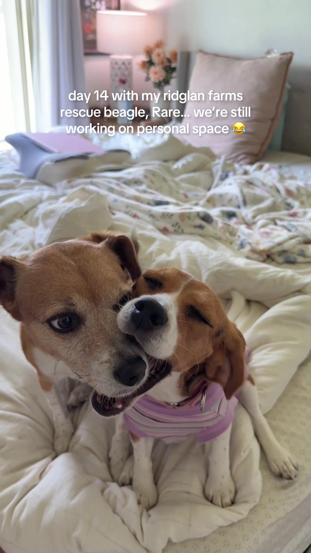 @Rare the Rescue 🐶🐾💕