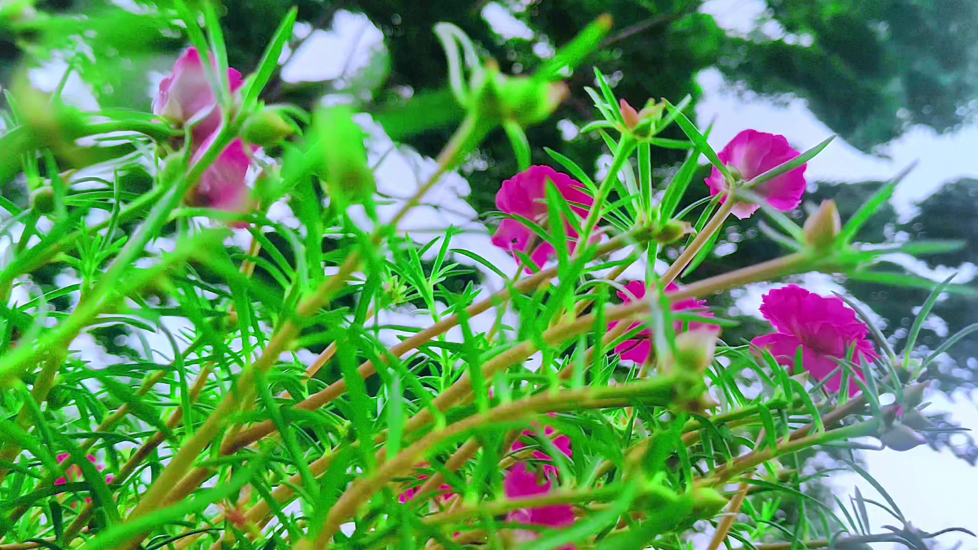@🪺🦋বাংলার প্রকৃতি 🌾🌹