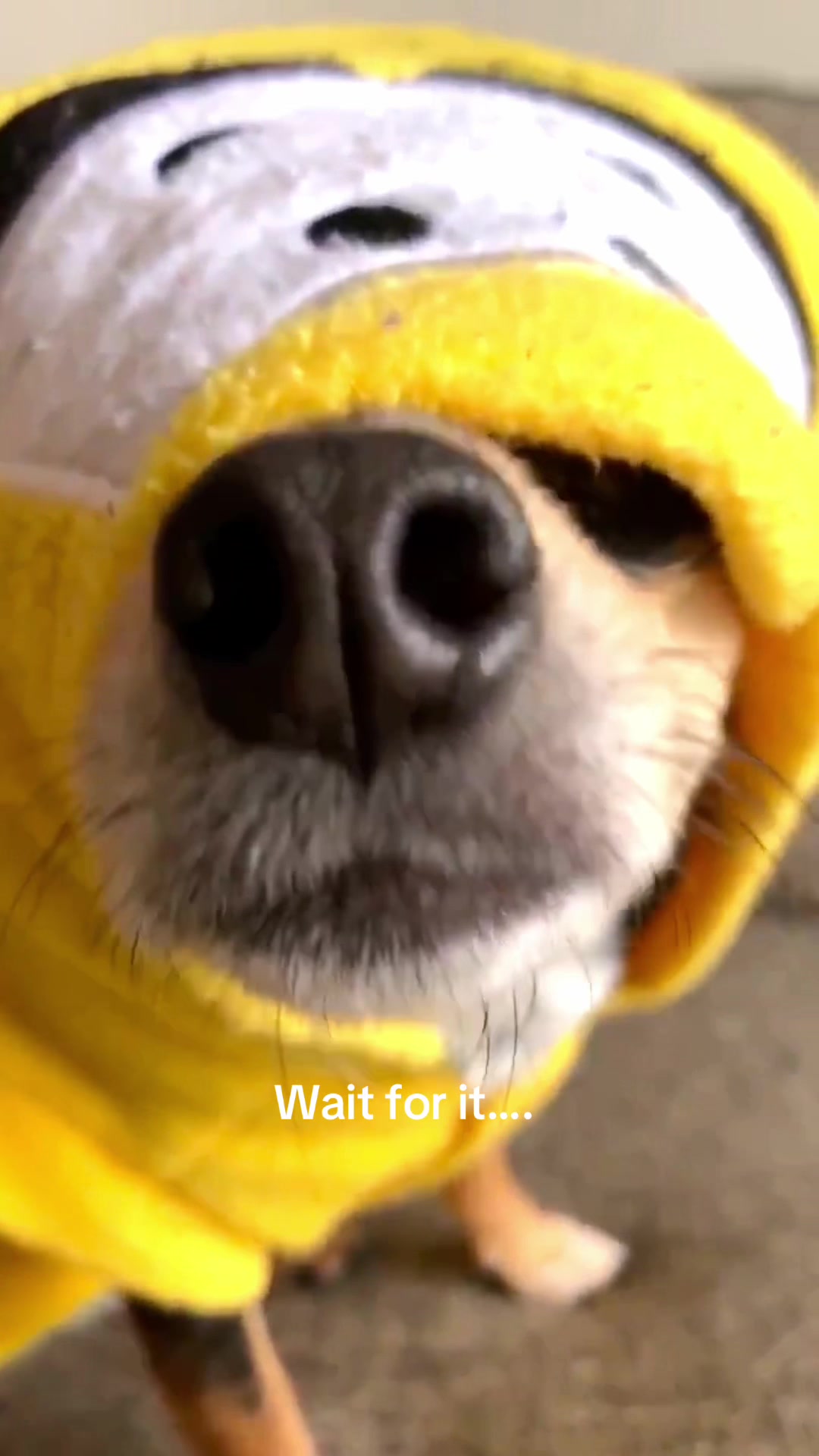 @nycdogadventures