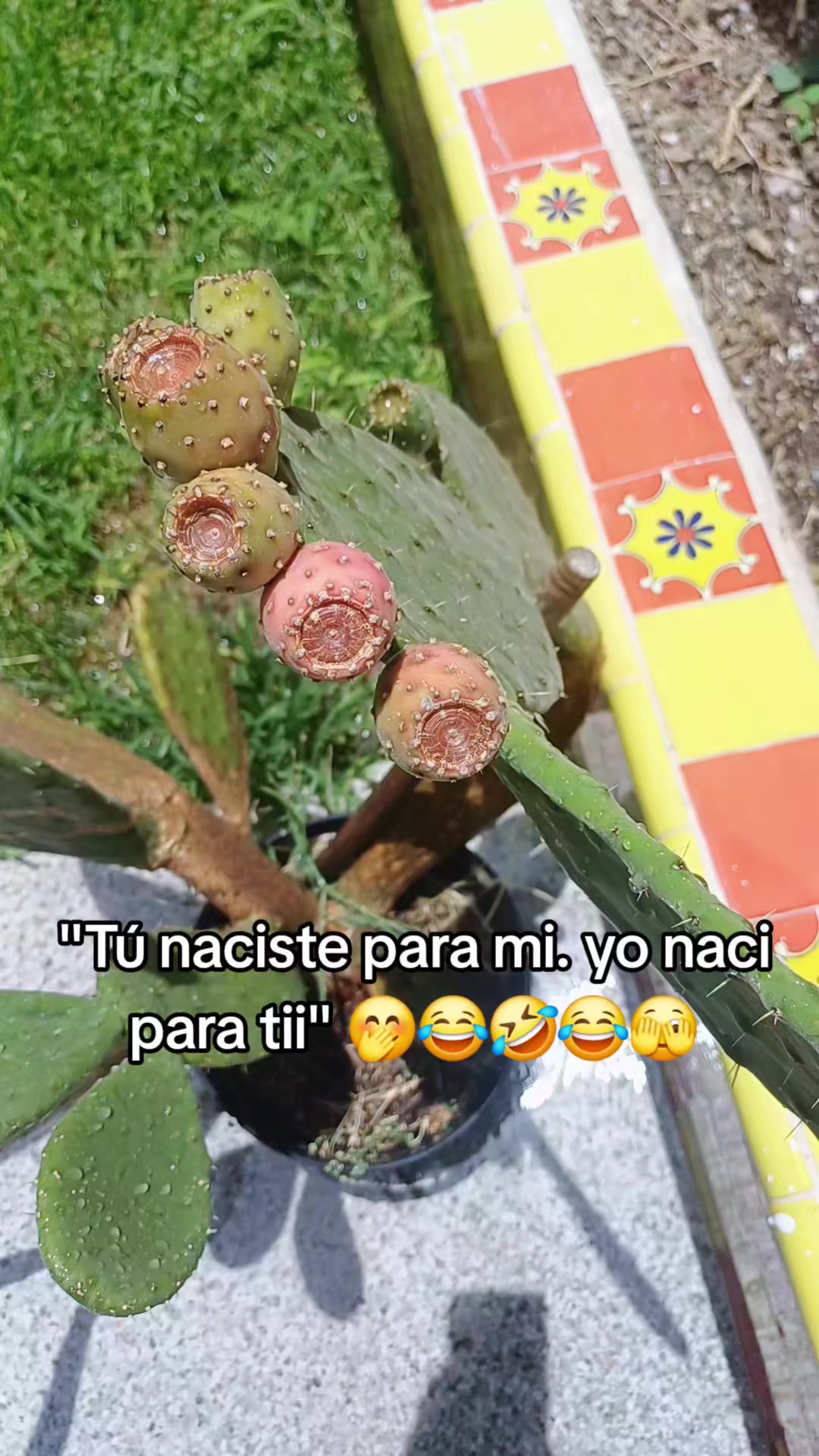 @✨️🫀la Güera🕊🍓