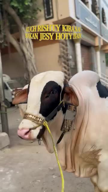 @HUZAIFA ✨
