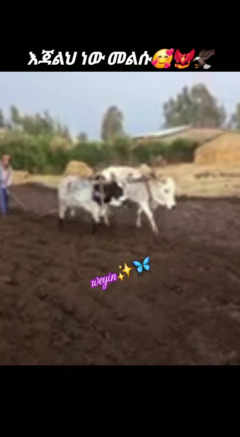 @weyin✨🦋ሸዋ⚡❤️🔥