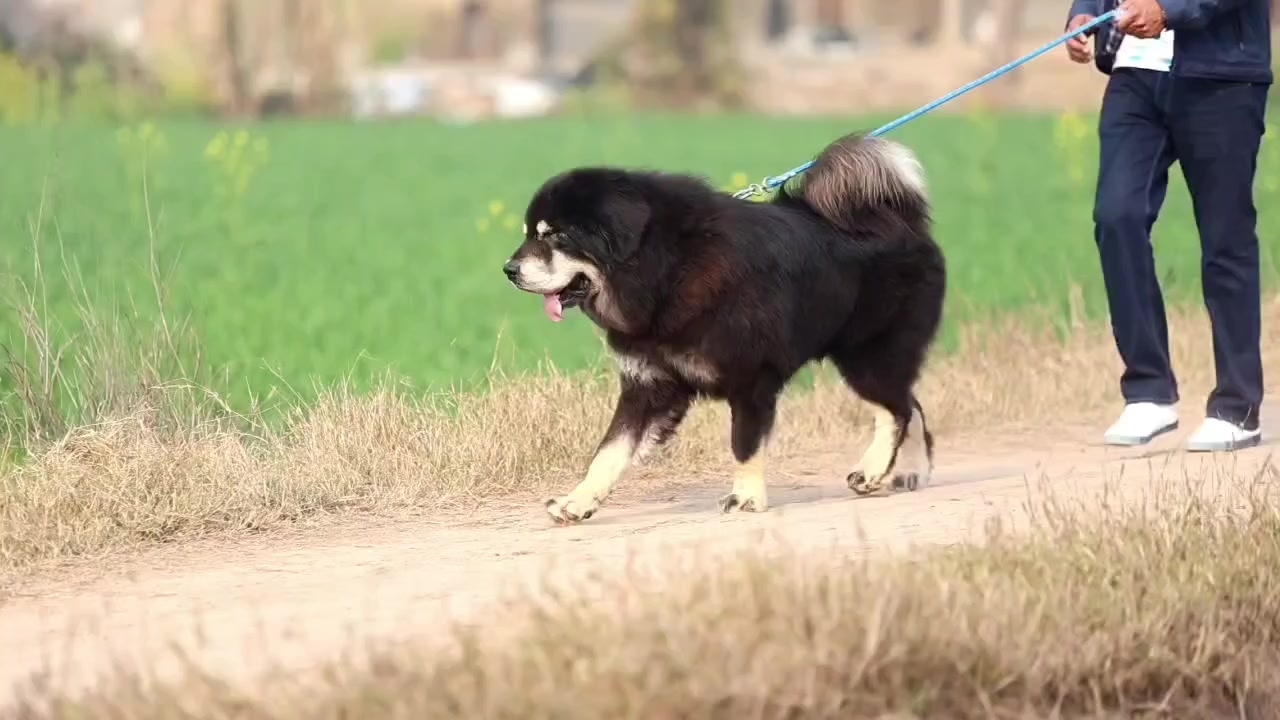 @Kashmiri_Bakrwal_Dog
