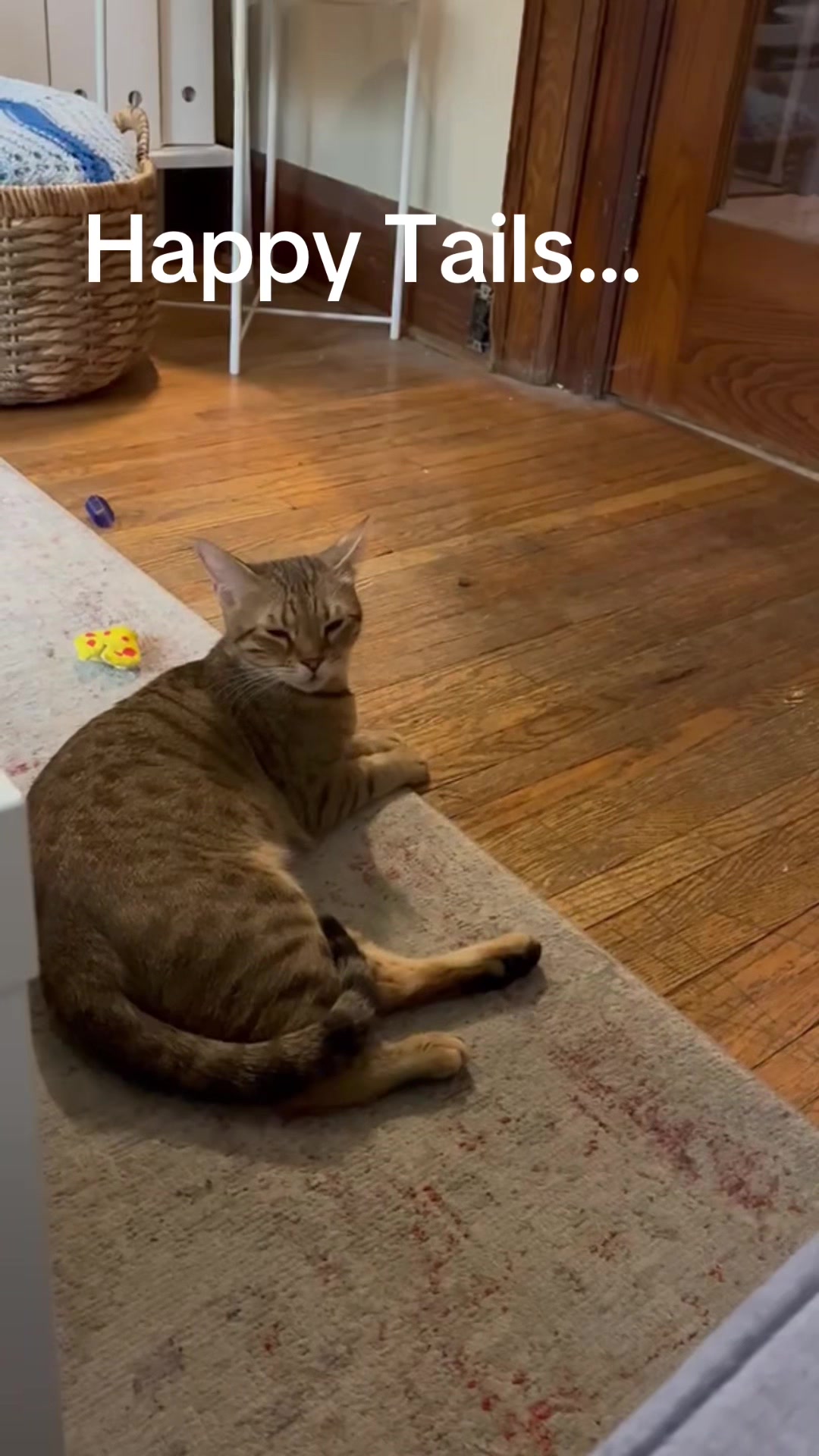 @North Toronto Cat Rescue