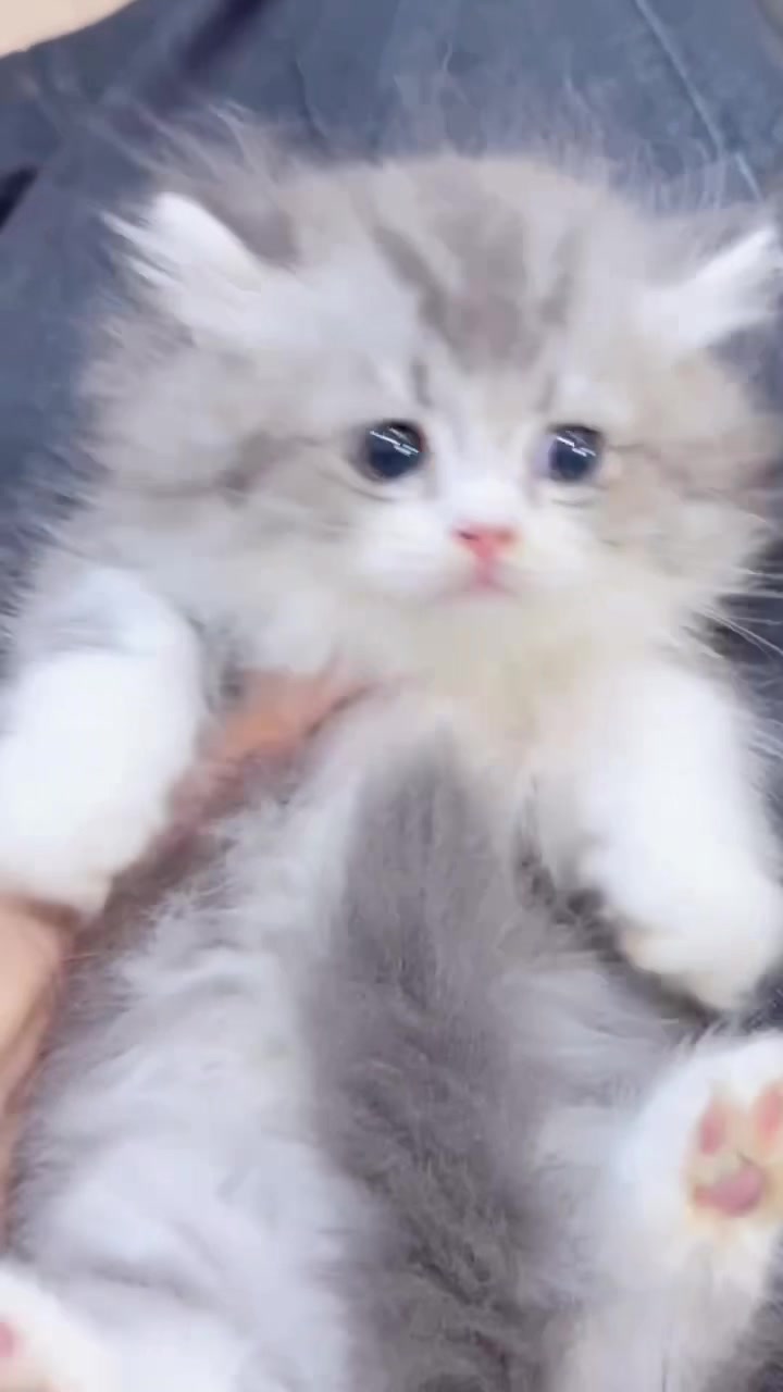 @fuyncats