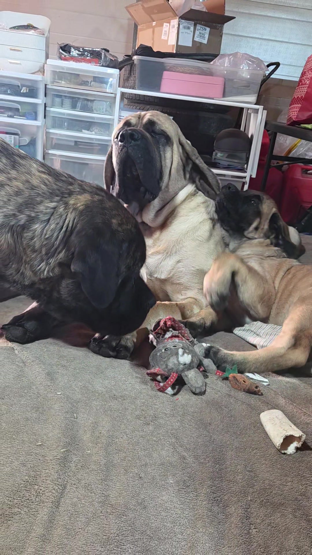 @Maple Mastiffs