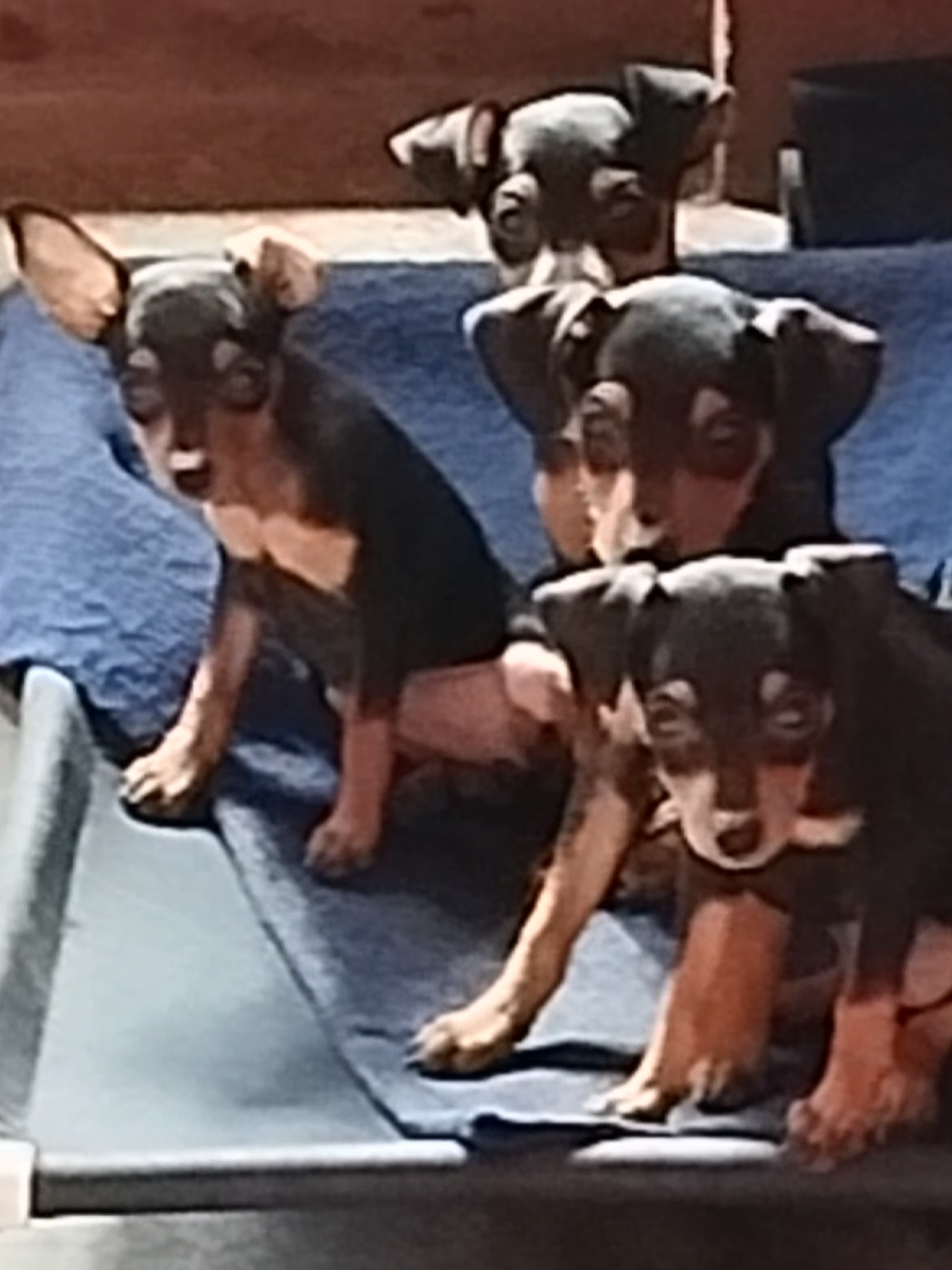 @Canine Companions Np
