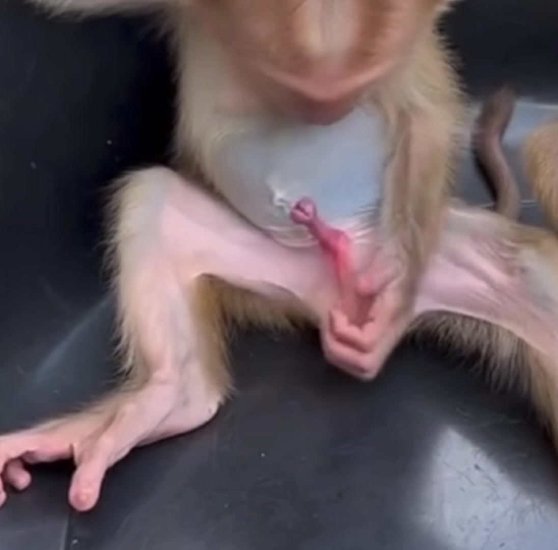 @monkey masaou1234