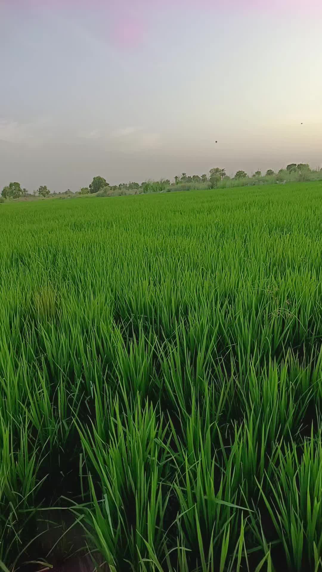 @ڏاڏوGulzar ali rajper