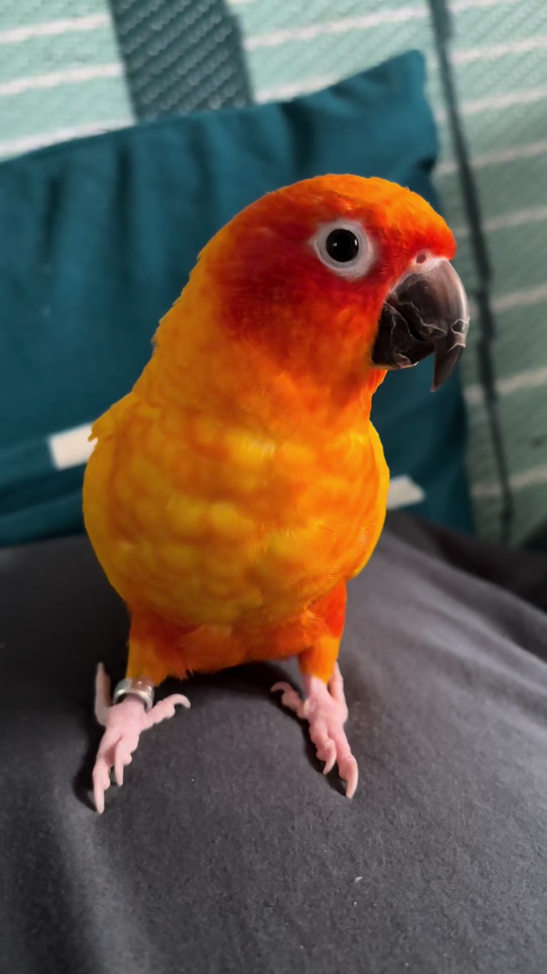 @Bird_Tails
